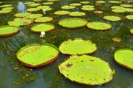 voyage-ile-maurice-pamplemousse