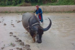 voyage-tahilande-buffle